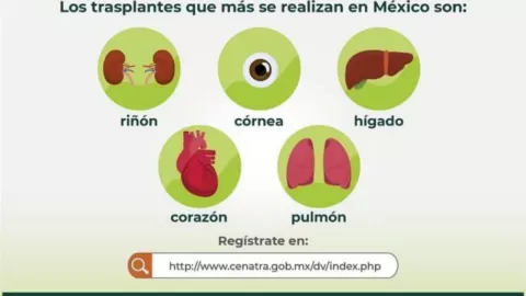 Donante de órganos ¿Te interesa Estos son los requisitos para ser donador