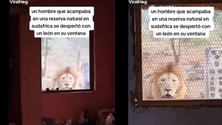 Hombre es visitado por leones