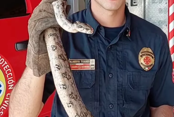 Capturan enorme serpiente pitón dentro de una casa en Aguascalientes