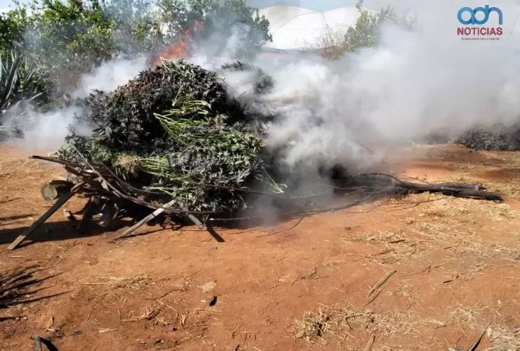 Destruyen sembradio de marihuana en Jalisco