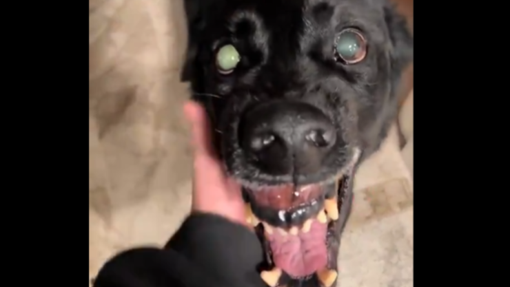 Perro regresa del bosque convertido en bestia video viral.png