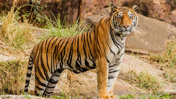 Artículo 14: a) Los organismos de protección y salvaguarda de los animales deben ser representados a nivel gubernamental. b) Los derechos del animal deben ser defendidos por la ley, como lo son los derechos del hombre.
