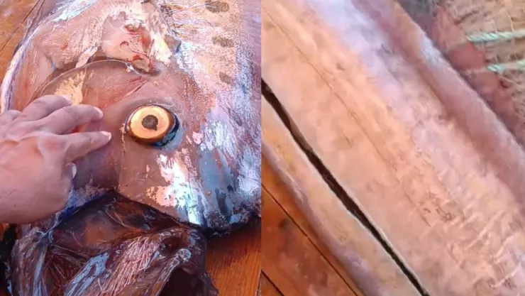 Capturan y manipulan pez remo en Sonora: descubren líquido verdoso cerca de la cabeza