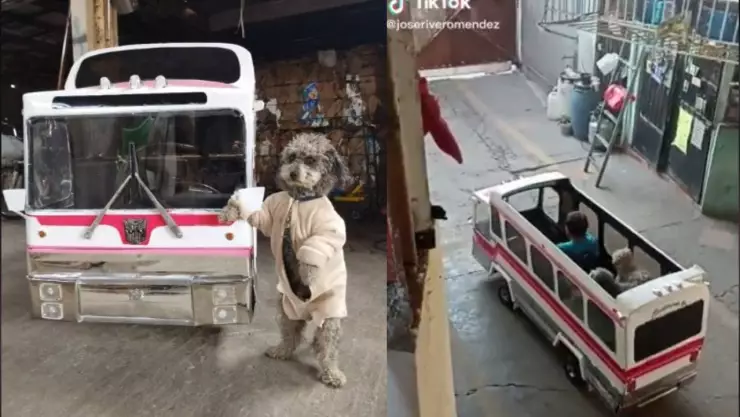 Joven diseña un autobús para pasear perritos y se vuelve viral