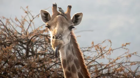 Video: Quiropráctico se hizo viral tras ajustar el cuello de una jirafa; reacción del animal se roba los corazones