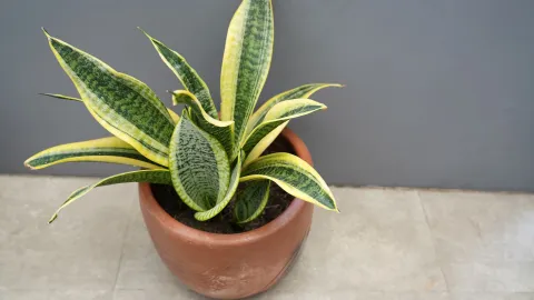 planta interior