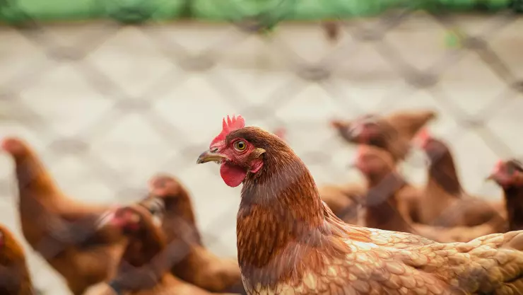Cierran mercados de aves en Nueva York por casos de gripe aviar