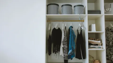 Las tijerillas en tu closet pueden comerse tu ropa y dañarla