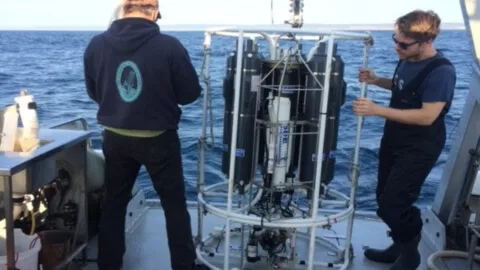 microbio marino carbono