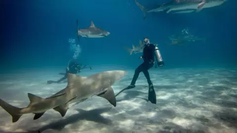 Tiburón ataca a una mujer mientras buceaba en paradisíacas islas