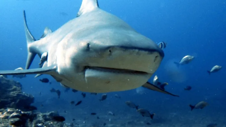En Oaxaca puedes disfrutar de playas paradisíacas, aunque en algunas es importante tener cuidado con tiburones.