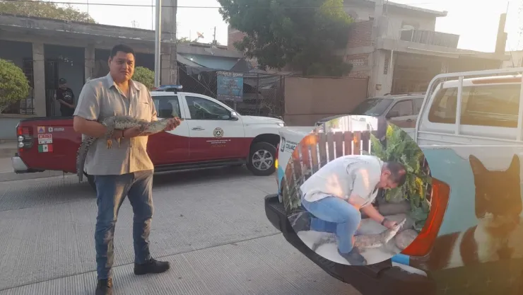 Aparece cocodrilo en el patio de su casa en Culiacán .jpg