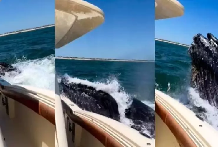 VIDEO_ Ballena golpea yate y provoca pánico entre los tripulantes