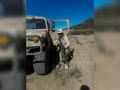 Soportan las altas temperaturas de Santa Gertrudis, Chihuahua