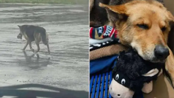 Perro deambula por las calles con osos de peluche tras la muerte de su dueño