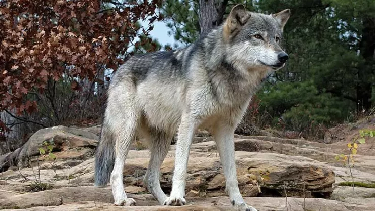 lobo