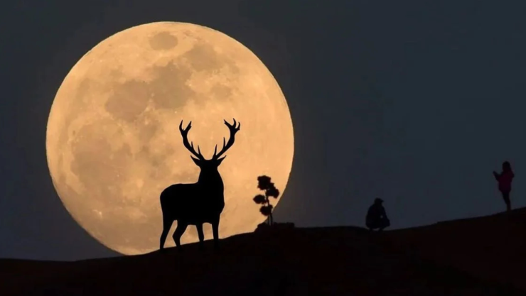 luna ciervo 2025.jpg