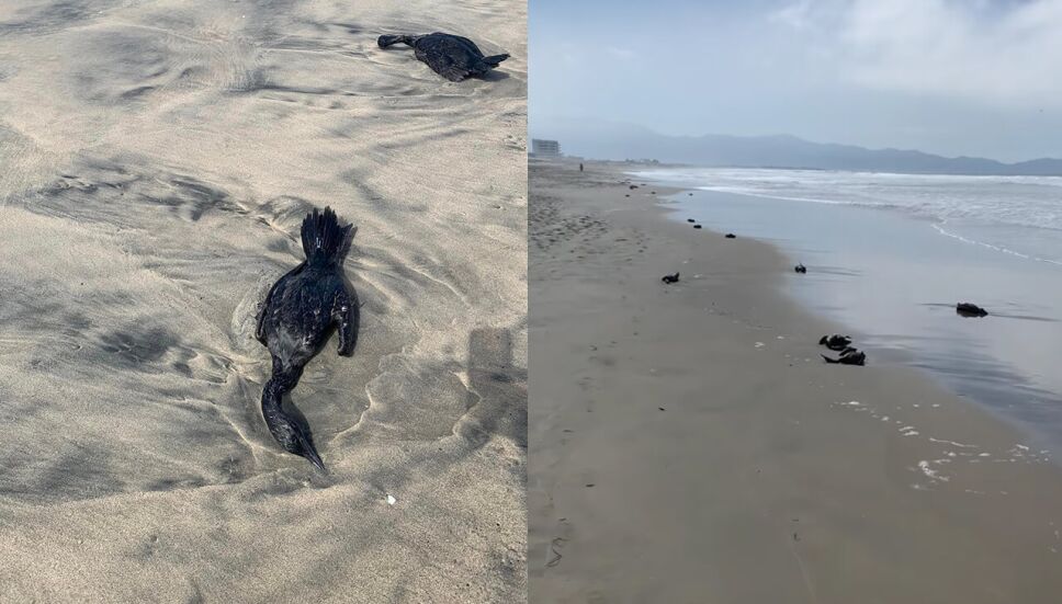 Localizan decenas de patos muertos en playas de Ensenada