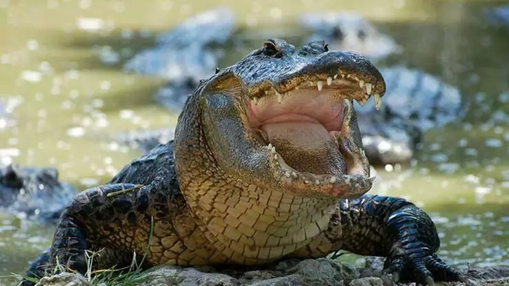 Cocodrilo ataca y mata a hombre en Laguna del Carpintero.-