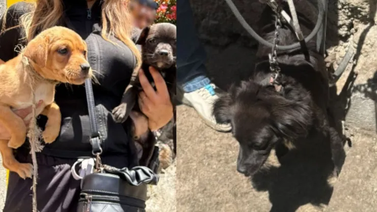 Rescate de perros en Naucalpan: Fiscalía de Edomex interviene por maltrato animal