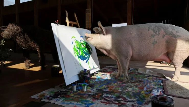 Cerdita Pigcasso crea obras de arte con su hocico