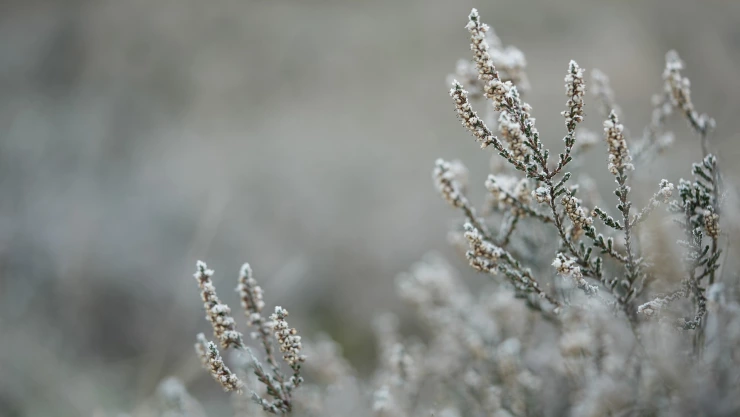 Descubre la magia de la nieve en el Pueblo Mágico de Mazamitla