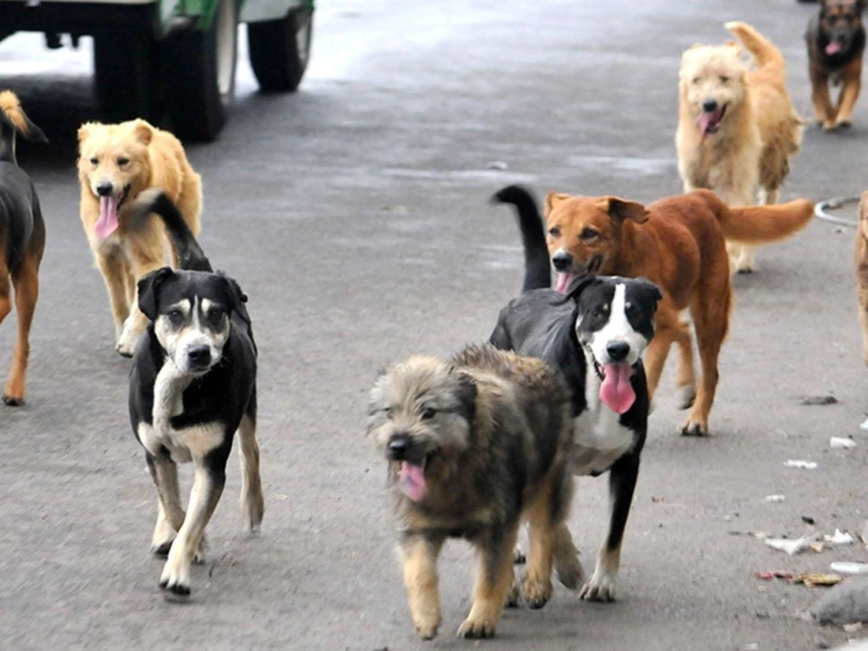 Perros en situación de calle son víctimas de abandono y maltrato