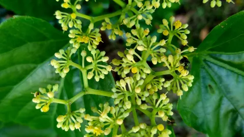 El Muicle o Justicia spicigera es la variante con insulina, para alcanzar baja glucosa, que se encuentra en territorio mexicano