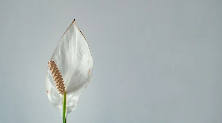 Cuna de Moisés: ¿Por qué y cómo usar azúcar para fertilizarla?