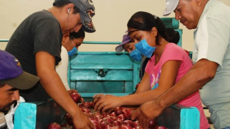 sagarpa agricultura cebollas