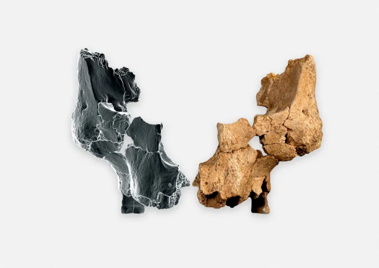 Este es el fósil del Homo affinis erectus