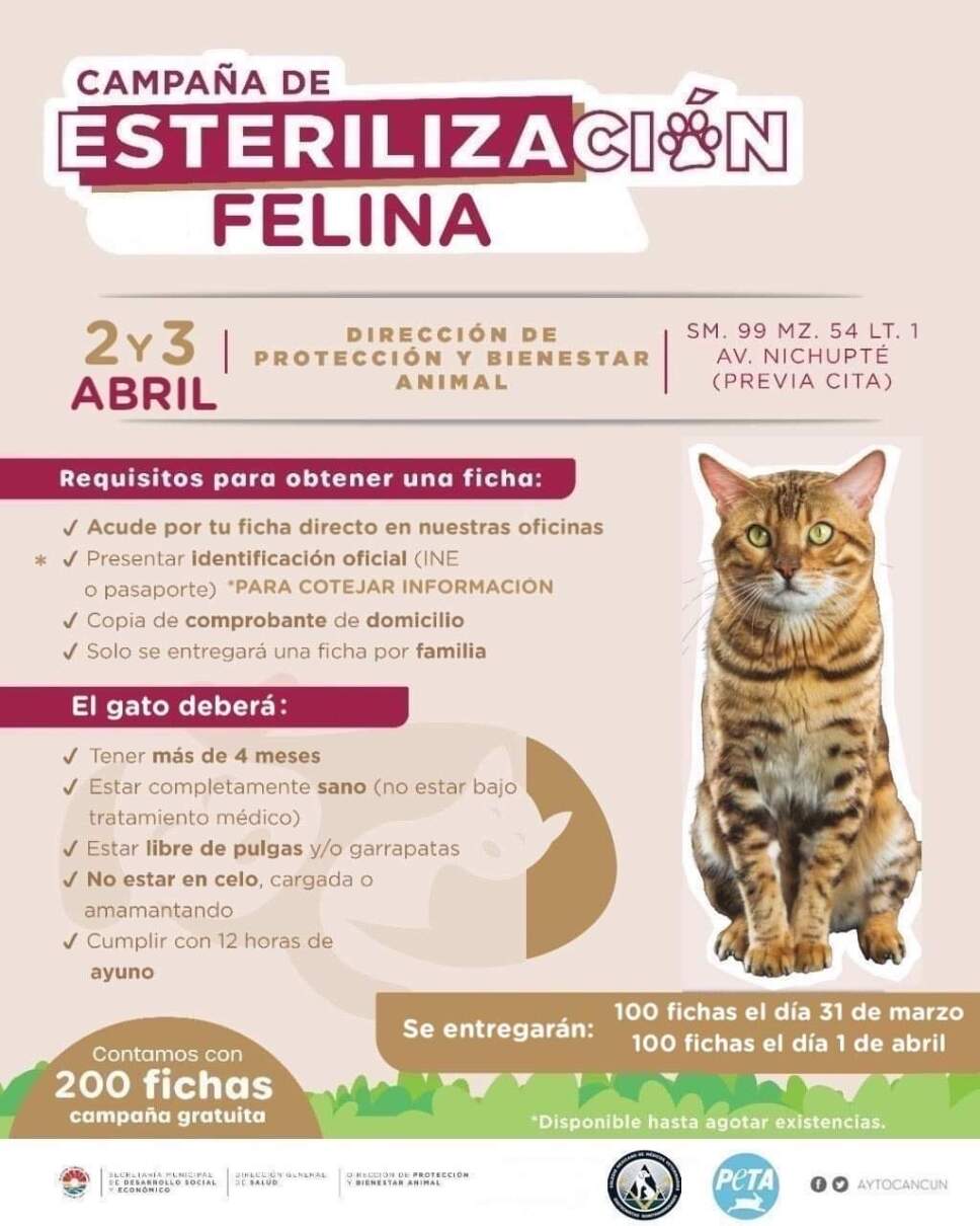 esterilización felina abril cancun