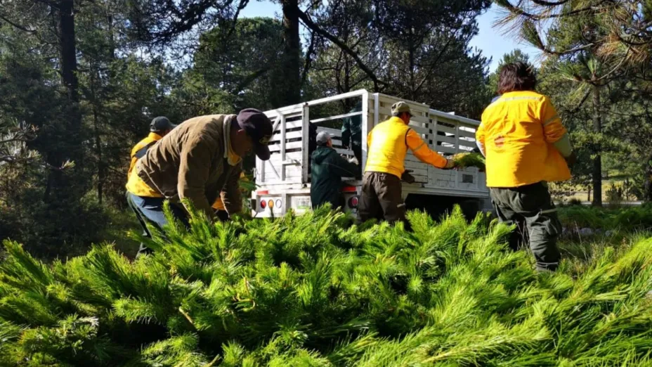 reforestación_sedema.jpg