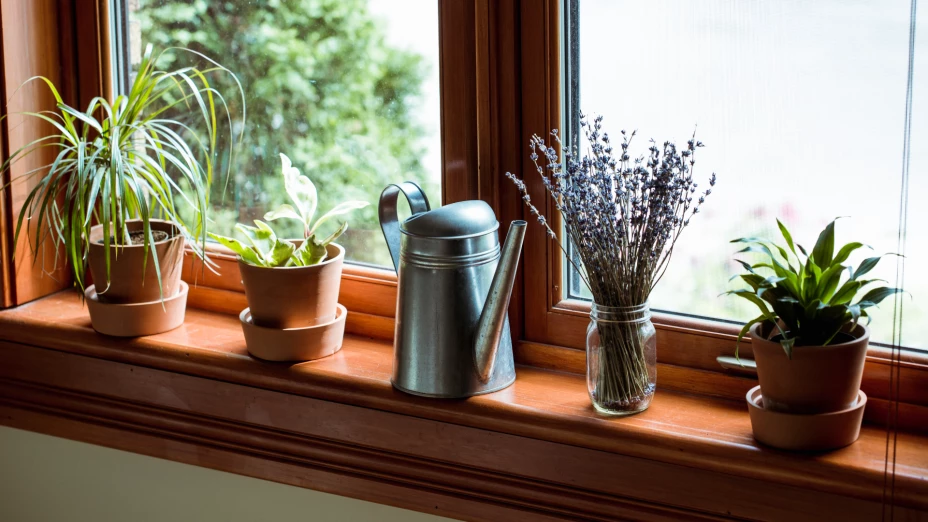 plantas ahuyentar mal casa