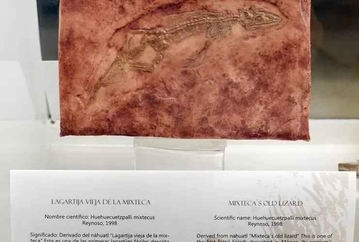 Museo Universitario exhibe fósiles de hace 100 millones de años