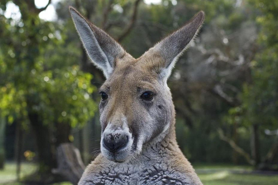 Canguro