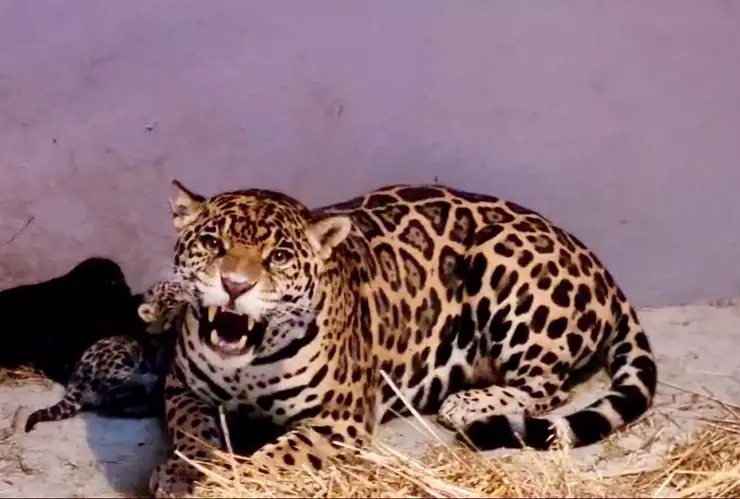 Foto de cachorros de jaguar 