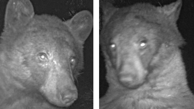 oso se toma 400 selfies