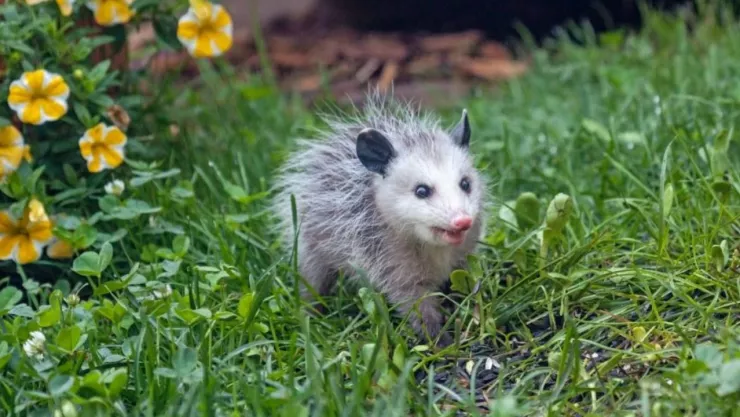 Tlacuaches en México