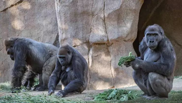 Los gorilas comenzaron a presentar tos, así que los cuidadores decidieron realizarles un examen diagnóstico, y gracias a esto se dieron cuenta de que habían contraído la COVID-19.