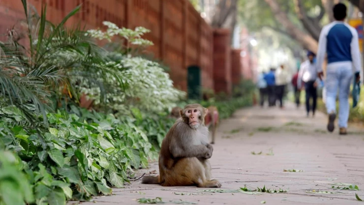 mono ladrillo India hombre.jpg