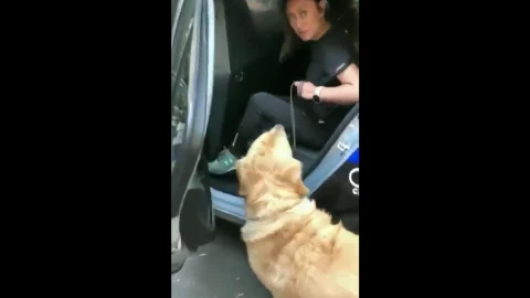 Perros juegan en una fuente y policías los detienen en la CDMX
