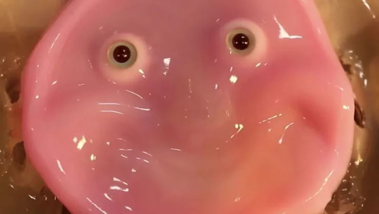 Ingenieros japoneses desarrollan robots con piel humana que puedan sonreír