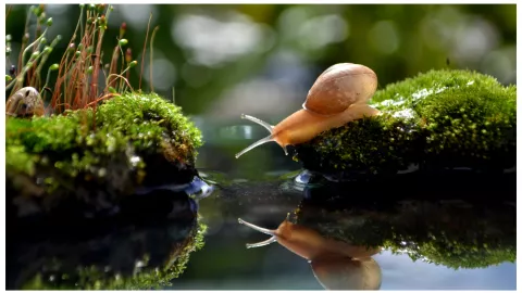 caracoles y babosas como eliminar del jardín