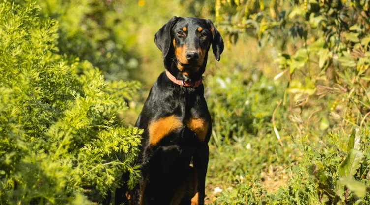 Confirman caso de perro dóberman con gusano barrenador en Tlalpan. CDMX