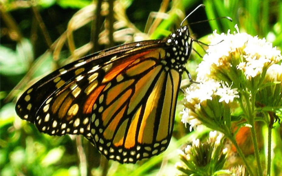 Mariposa monarca
