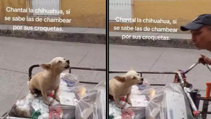 VIRAL_ Perrita recolectora de basura se viraliza en TikTok; así ‘chambea’ la chihuahua
