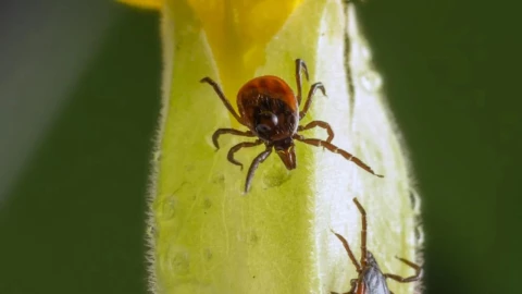 Lista-de-enfermedades-puede-transmitir-el-piquete-de-una-garrapata