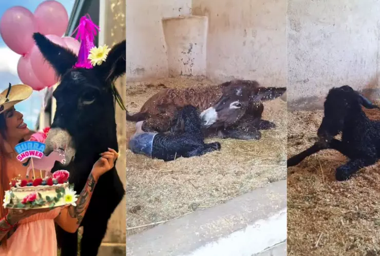 Burrito, Cuacolandia