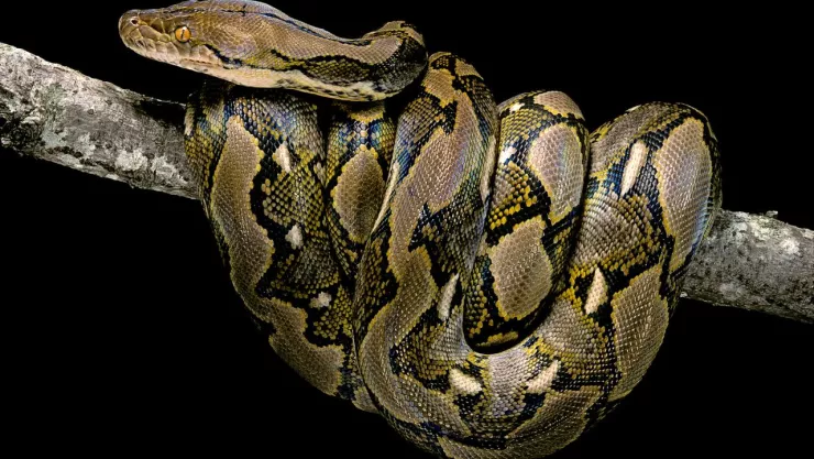 Una boa en Yucatán provocó un apagón